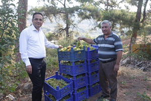 Misket Üzümü nde Hasat Zamanı