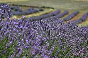 Orman Köylüsünün Yeni Gelir Kaynağı Lavanta