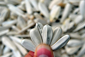 Tescilli İnegöl Alası nda Alıcılar Sıraya Giriyor