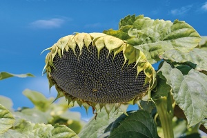 Ayçiçeği Alımı Sürüyor