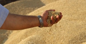 Çeltik Üreticisi Kan Ağlıyor