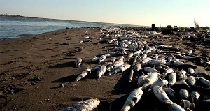 Mersin deki Balık Ölümleri İnceleniyor