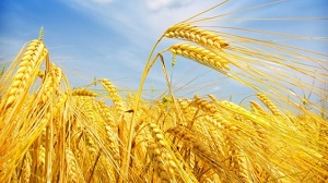 TMO 2 4 Milyar Liralık Buğday Aldı