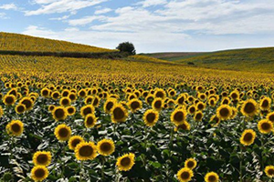 Ayçiçeği Şampiyonu Tekirdağ