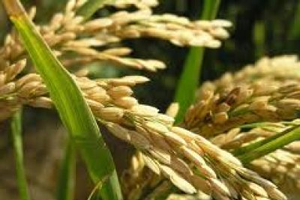 Çeltik Fiyatları 1 TL Seviyesine Gelebilir