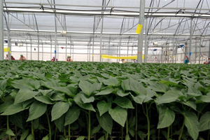 Domates Eski Günlerine Dönüyor