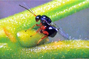 Gladyatör Arılar Yetiştirilecek