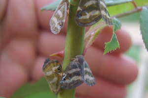 Tehlikeli Böcek Masaya Yatırıldı