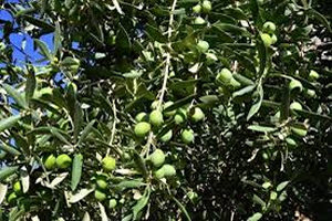 Zeytinde Yüzde 25 lik Verim Artışı