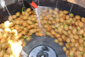 Hasat Mevsimi Başladı