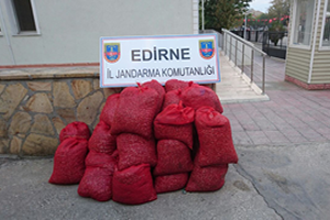 20 bin TL lik Kaçak Kum Midyesi Ele Geçirildi