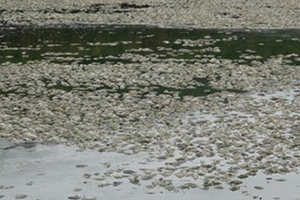 Gölet Kurudu Binlerce Balık Telef Oldu