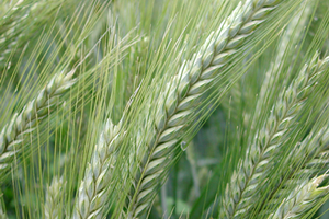 Kıraç Arazide Yüksek Verim İçin Tritikale Yetiştirin