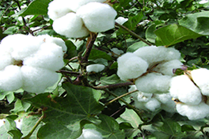 Tariş Pamuk ve Yağlı Tohumlar Birliği Başkanı Yaman Açıklaması