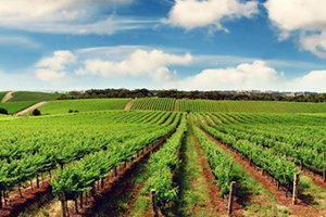 Tarımsal Yayım ve Danışmanlık Desteklemeleri Kararı Yayınlandı