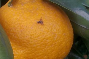 Turunçgilde Akdeniz Meyve Sineği Mücadelesi Başladı