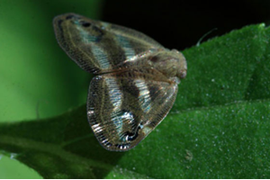 Rize de Vampir Kelebek Dehşeti