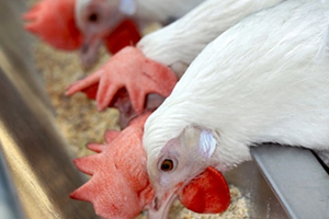 Kanatlı Yem Sektörüne Yeni Mısır Türü Müjdesi