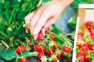 Organik Beslenmek Lüks Değil Zorunluluk