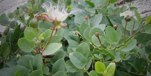 Türklerin Söküp Attığı Bitkiden İspanyollar 20 Milyar Dolar Kazanıyor