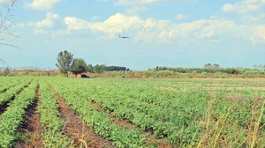 Adana da Tarım Açık Cezaevi Yapılacak
