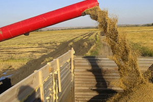 Çeltik Üreticisi Fiyat Açıklamasını Bekliyor