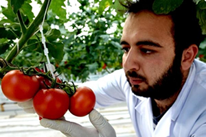 Türkiye de İlk Kez Jeotermal Enerjiyle Seracılık Yapılıyor