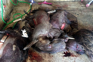 Domuz Eti Satıcısının ihbar Ettiği Sucuk Temiz Çıktı