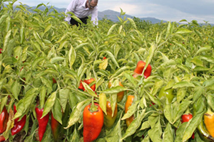 Kabya Biber Yüzleri Güldürdü