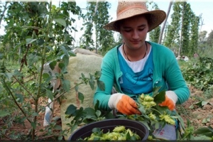Şerbetçi Otunda Rekolte Artışı Üreticiyi Sevindirdi