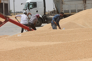 TMO nun Buğday ve Arpa Satışları Başladı