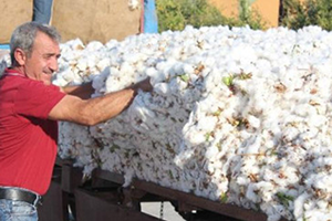 Üretici Pamuk Fiyatlarına Çare Arıyor