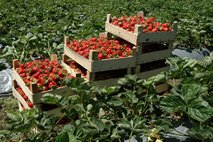 Cumhurbaşkanı Erdoğan Putin İle El Sıkıştı Çilek Tarlaları Şenlendi