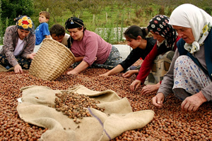Fındıkta 170 TL Gelir Desteği