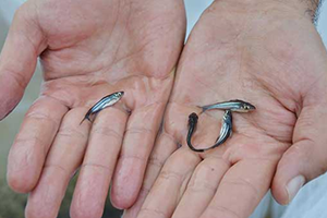 Toprak Havuzda Panga Balığı Üretimine Başladılar