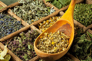 Yasaklı Bitkilerden 100 Bin Kişi Ölüyor