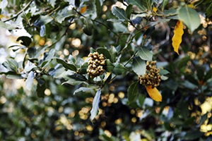 Yüzyıldır Geçim Kaynakları Defne Yaprağı