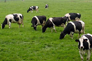 Doğu Anadolu Bölgesi Hayvancılık Merkezi Oluyor