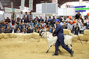 Türkiye Hayvancılık Sektörü Kuşadası nda Buluşacak