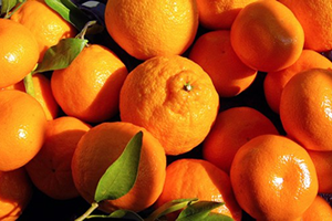 Narenciye Sektörü Gelecekten Umutlu