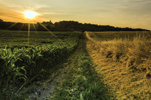 Topraktan Silah Değil Bereket Fışkıracak