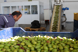 Hasadı Başlayan Zeytin Üreticisini Üzdü