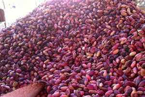 Antep Fıstığı Lisanslı Depo Tebliği