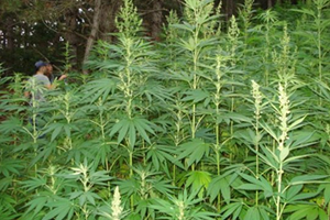 Kenevir Yetiştiriciliğine Düzenleme