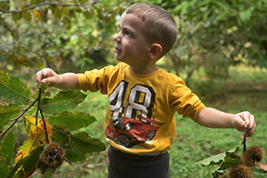 Kestanenin Ormandan Tezgahlara Uzanan Yolculuğu