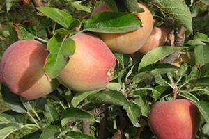 Türkiye Elma Üretiminin Üçte Birini Karşılayan Isparta da Hasat Başladı