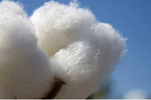 Yeni Türlerle Pamukta İthalatın Azaltılması Hedefleniyor