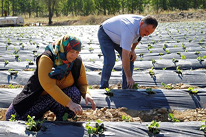 30 Bin Liralık Hibeyle Çilek Bahçesi Kurdu