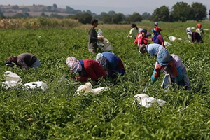 Bursa dan Hollanda ya Biber ihracatı