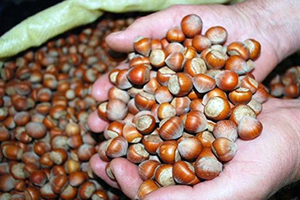 Fındıkta Destekleme Müracaatları 31 Aralık ta Sona Eriyor